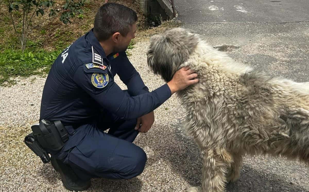 Adăpost Canin Ilegal cu 130 de Câini, Polițiștii Clujului Intervin și Aplică Amenzi Drastice