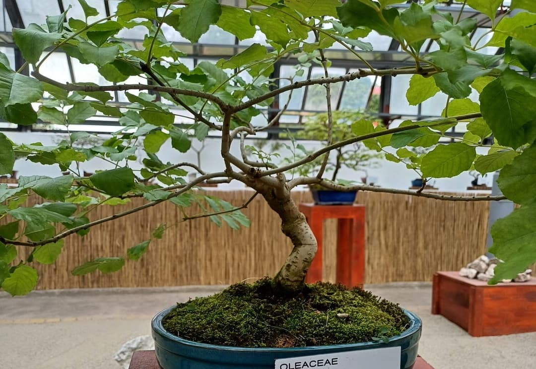 Descoperă Arta Bonsai la Grădina Botanică Cluj-Napoca - Program și Prețuri Bilete Expozitie