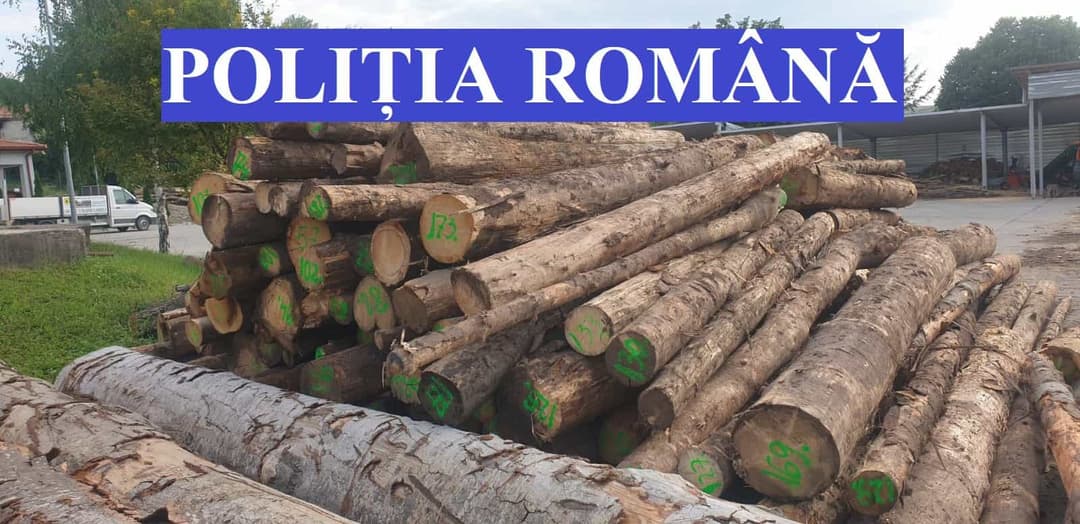 Clujean Reținut pentru Tăierea Ilegală a 28 de Copaci din Feleacu, Sub Control Judiciar pentru 60 de Zile