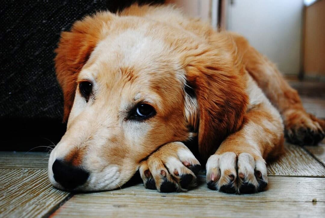 Pericol pentru câini în Cluj! Creștere alarmantă a babesiozei cauzată de invazia căpușelor - semnal de alarmă de la Spitalul Veterinar Transilvania.