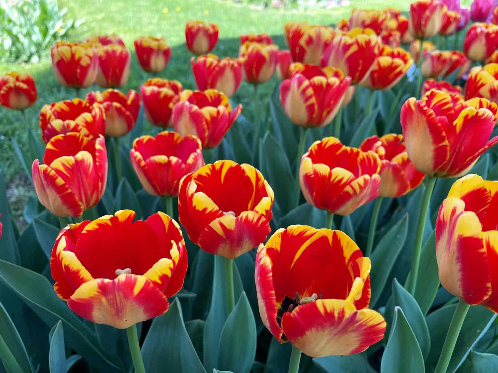  Lalelele, Zambilele și Tulipa Doamna Maria Brâncoveanu în Floare!