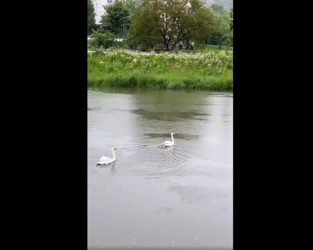 Șase pui pufoși învață să înoate pe Someș, spre deliciul spectatorilor!