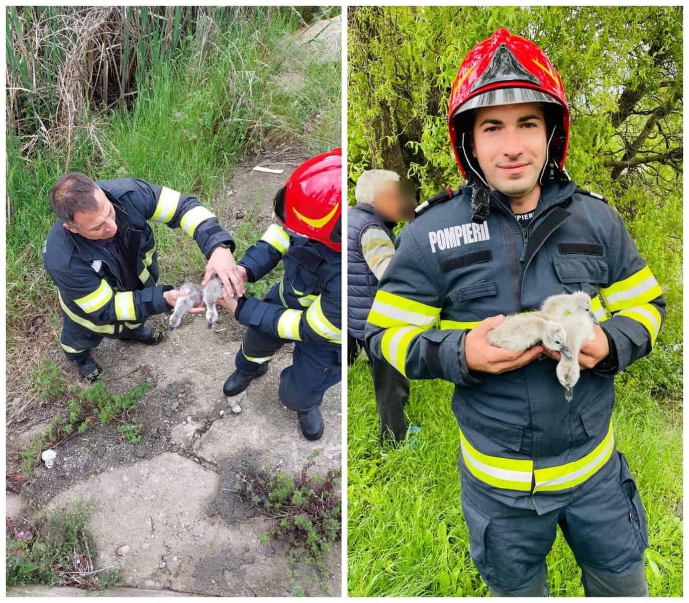  Patru Pui de Lebădă Salvați de pe Râul Someș într-o Lecție Impresionantă de Omenie